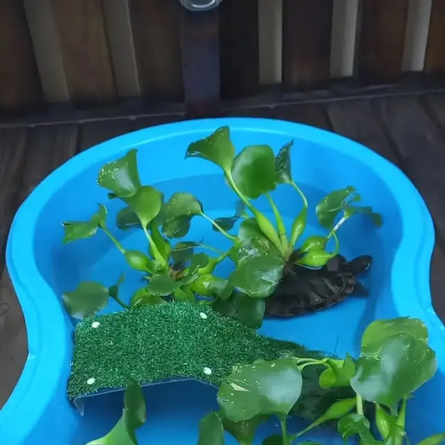 Post do Instagram da Escadas Pereira: Deck personalizado com rodas para uma tartaruga chamada Fiona